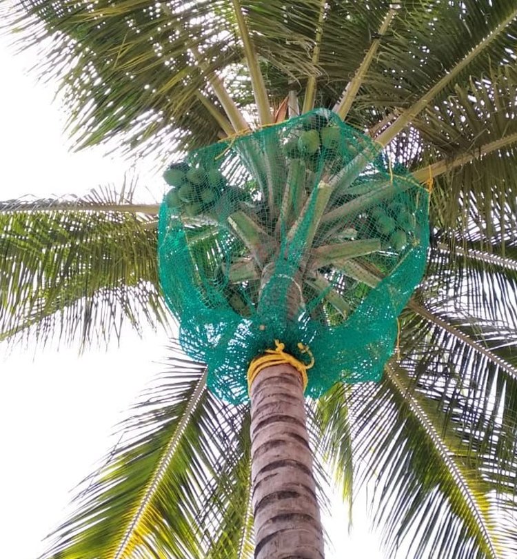 Cococnut Nets