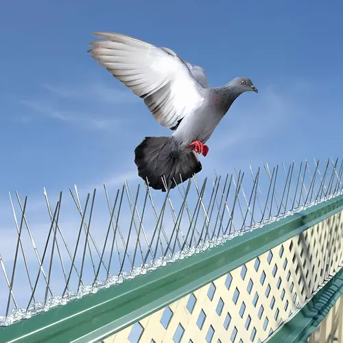 Bird Spikes